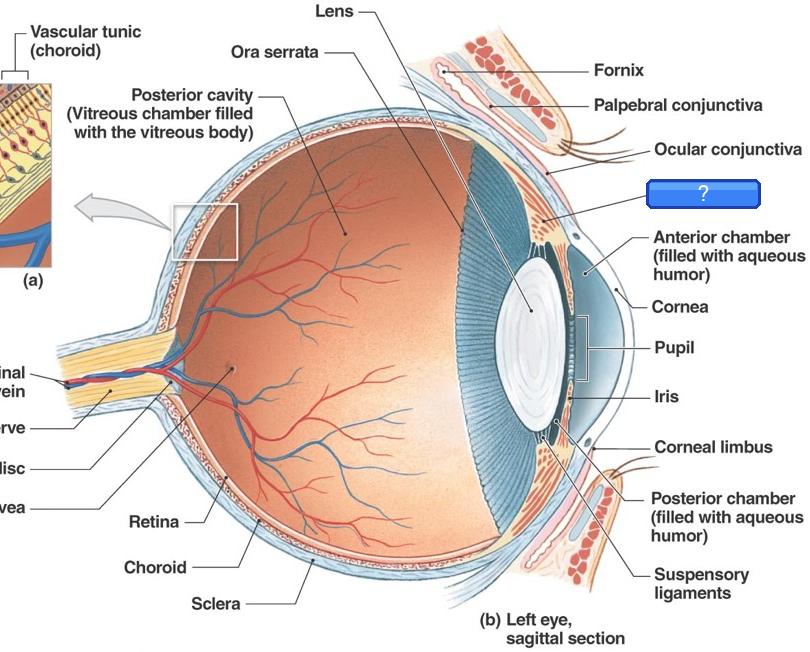 Occluded: Ciliary body