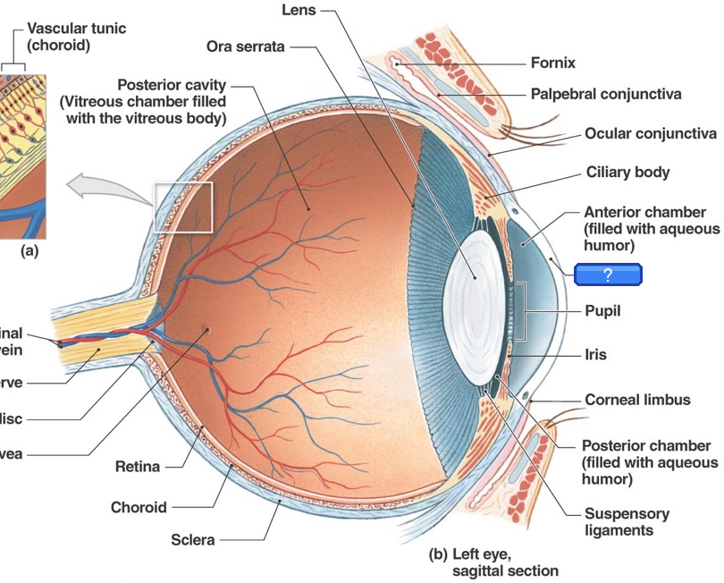 Eye anatomy diagram with occluded label over Cornea